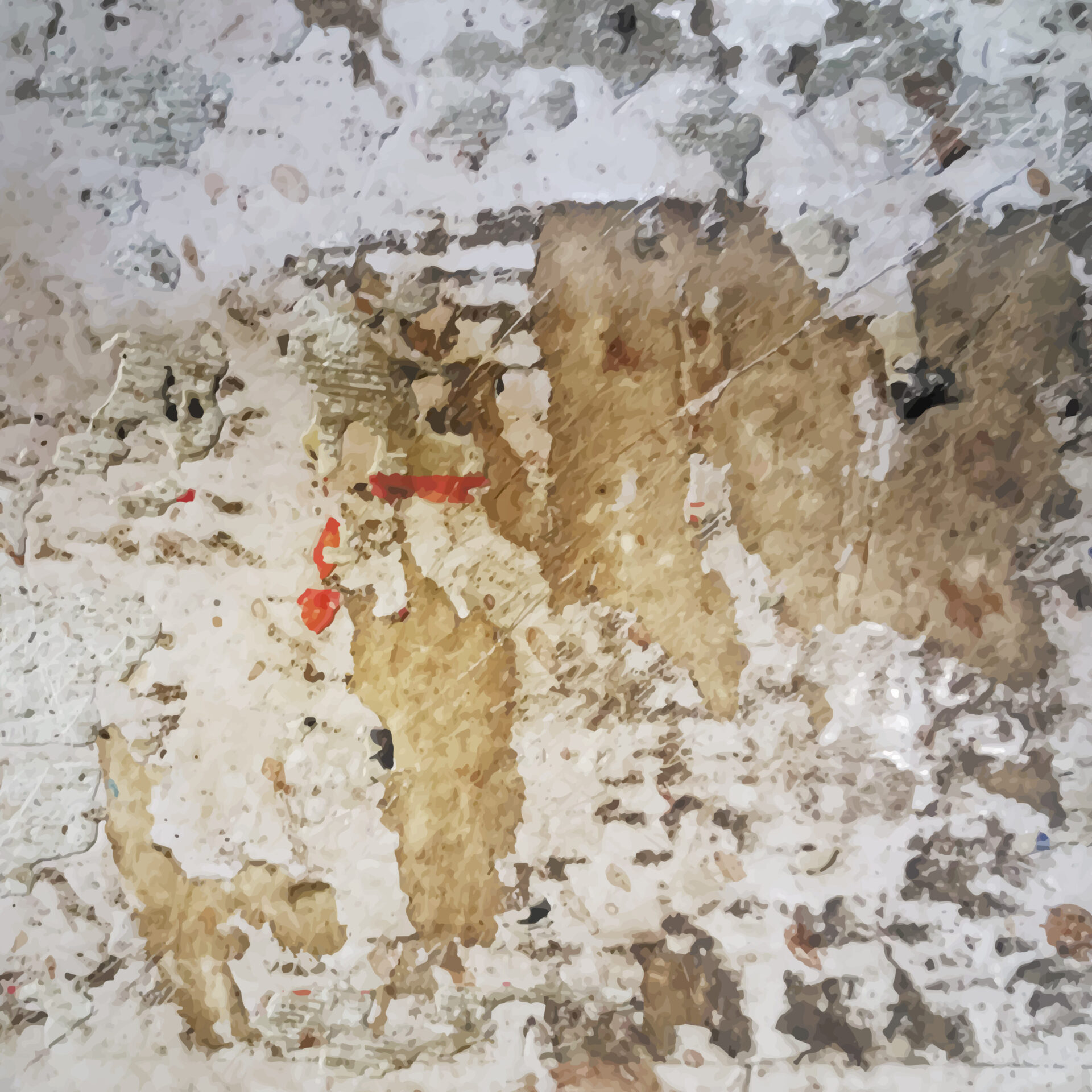 Professional Mould Remediation